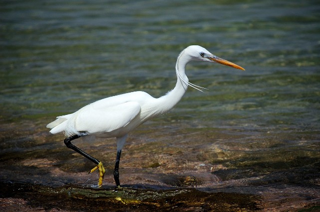 Garzetta - Egretta garzetta